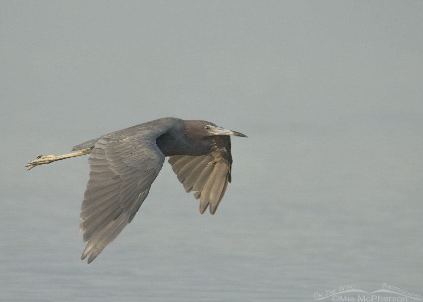 Little Blue Heron in flight
