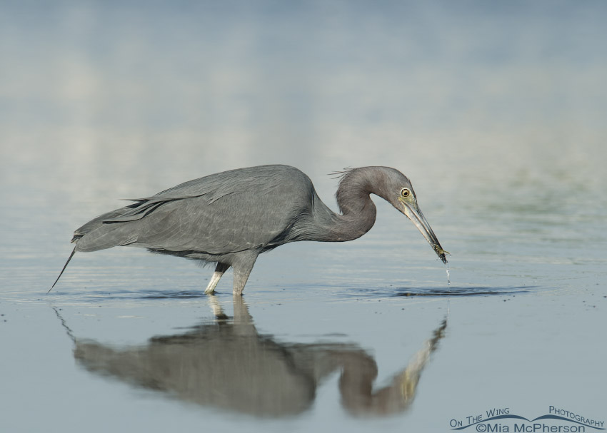 Little Blue with prey in a still lagoon