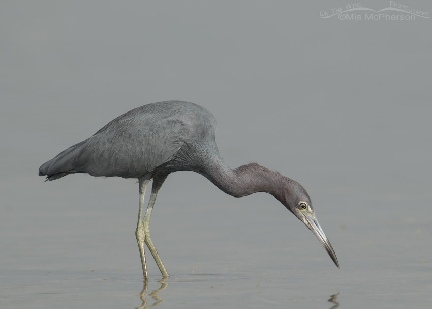 Little Blue Heron staring into the water