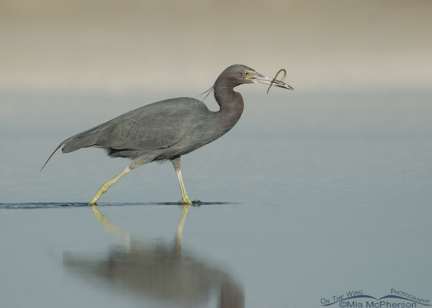 Little Blue Heron walking with pipefish, Fort De Soto County Park, Pinellas County, Florida