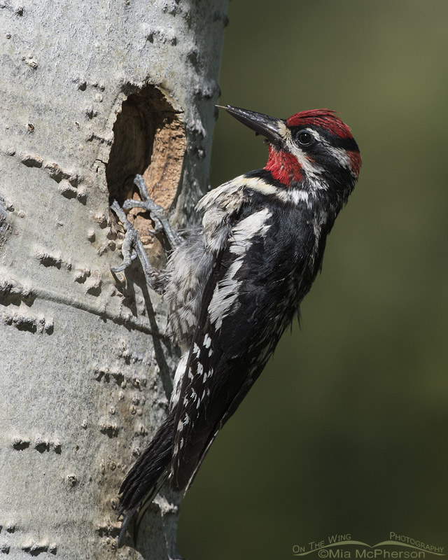 Red-naped Sapsucker tongue, Uinta National Forest, Summit County, Utah