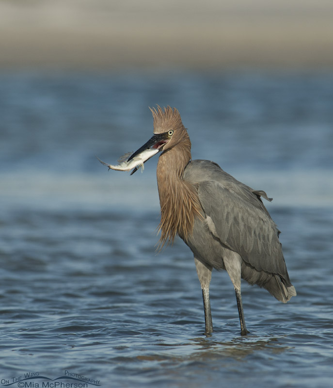 Reddish Egret with the catch of the day