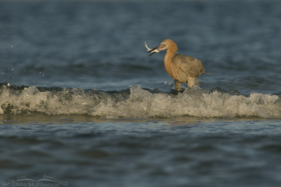 Reddish Egret in the waves with prey