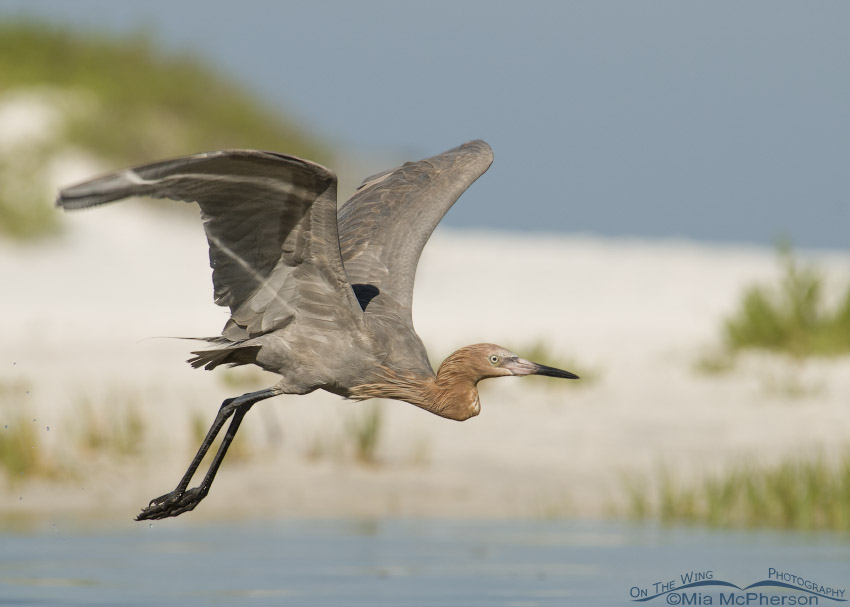 Reddish Egret in flight over a lagoon by the dunes