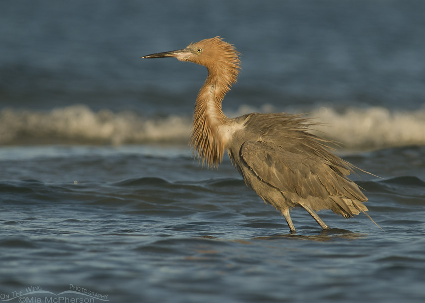 Ruffled Reddish Egret in the Gulf