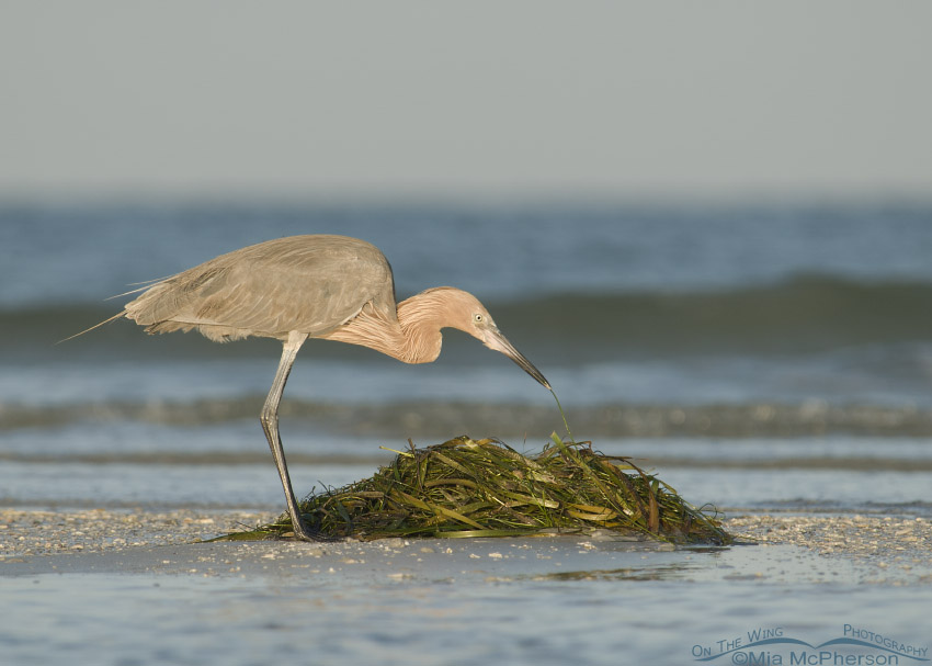 Reddish Egret with a mound of turtle grass