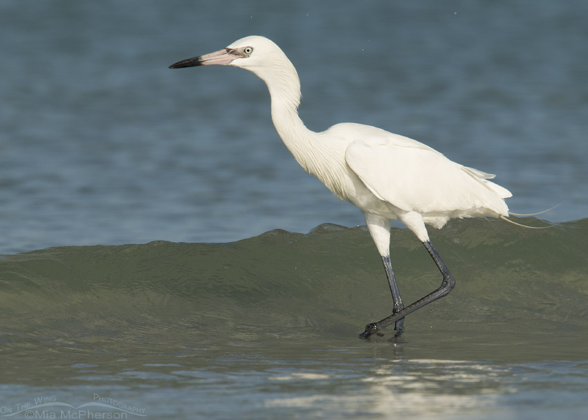 White Morph Reddish Egret hunting in the Gulf waves