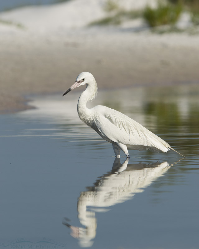 White morph Reddish Egret in a tidal pool with dunes