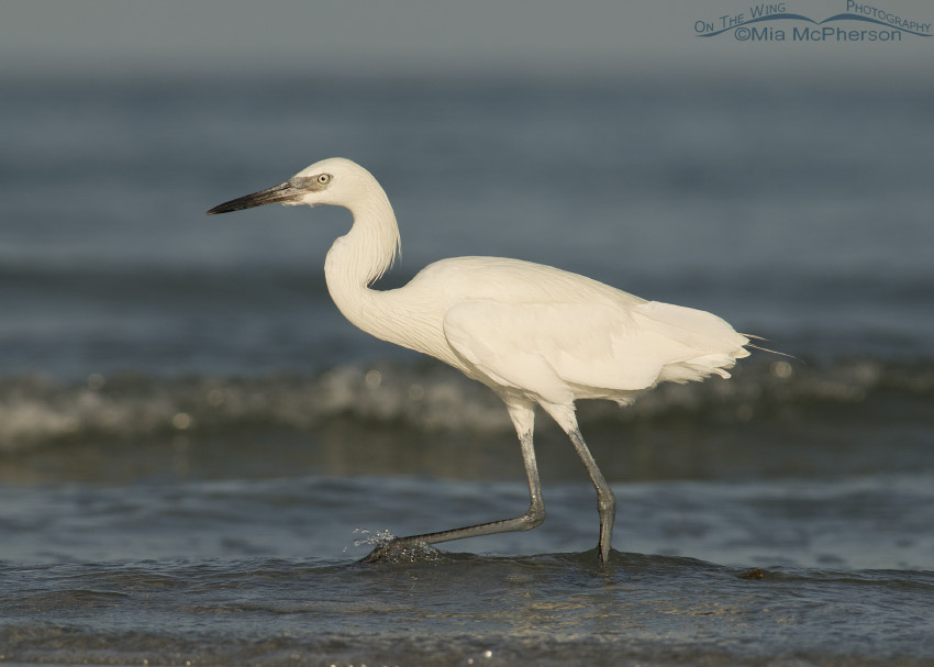 White morph Reddish Egret walking past at the edge of the Gulf