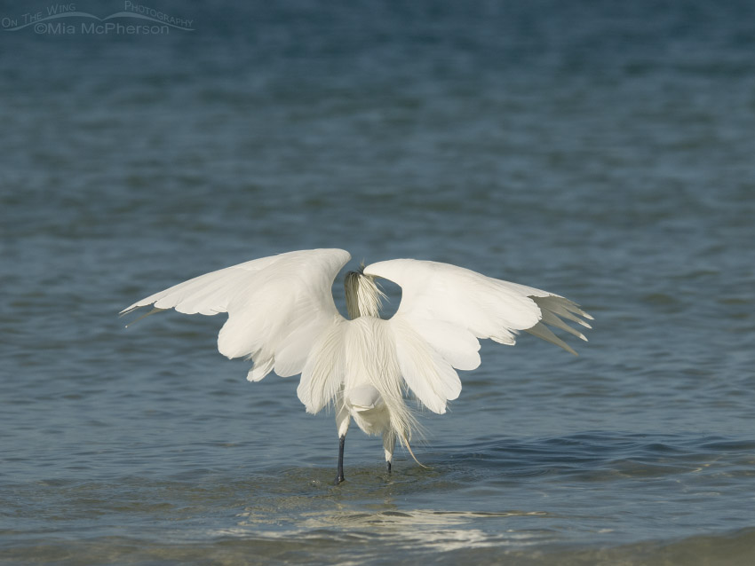 White morph Reddish Egret umbrella pose