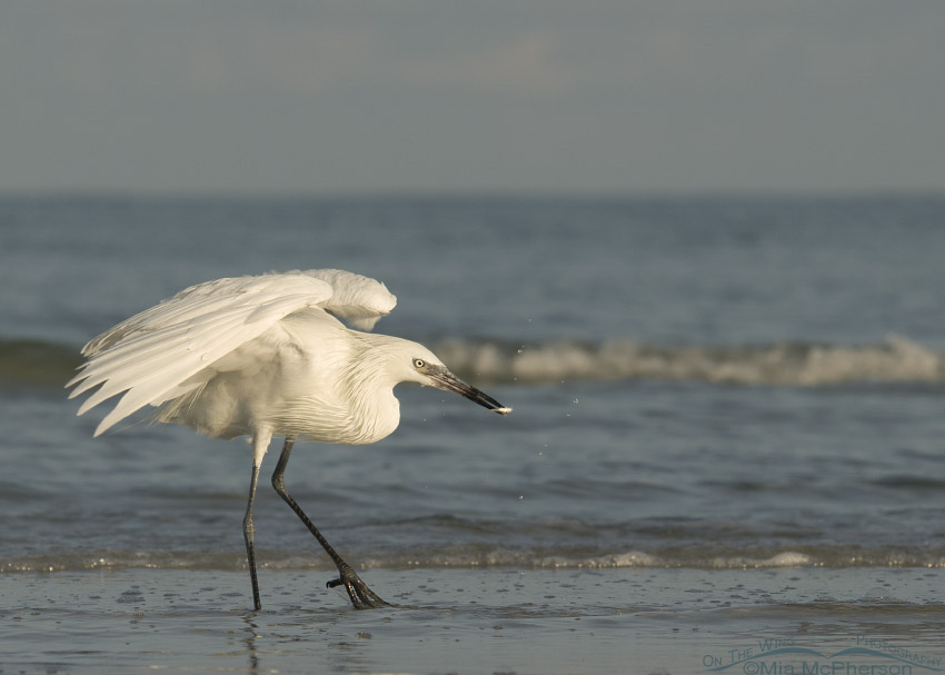 White morph Reddish Egret after catching a small fish