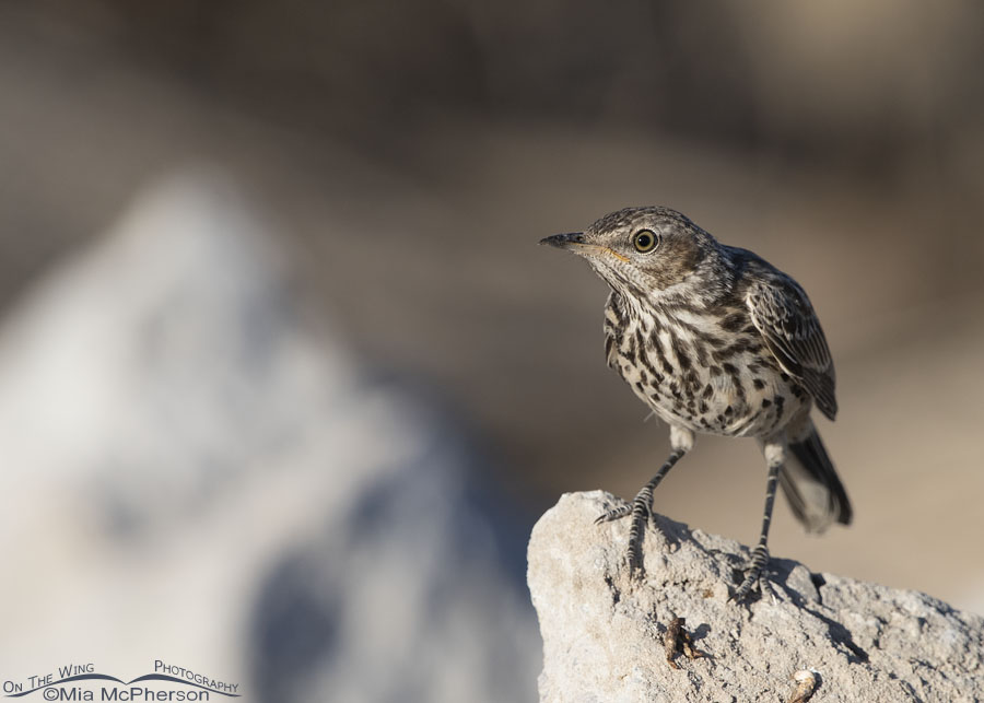 Young Sage Thrasher perched on a light colored rock, Antelope Island State Park, Davis County, Utah
