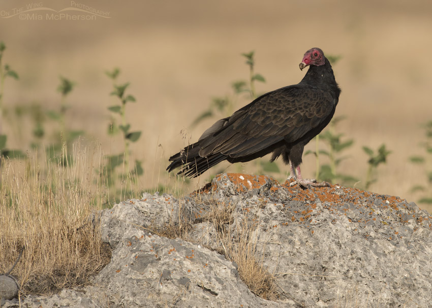 Turkey Vulture in northern Utah