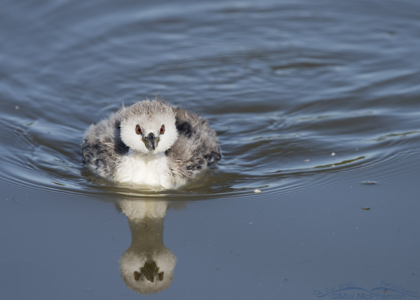 Fluffy Western Grebe chick at Bear River MBR
