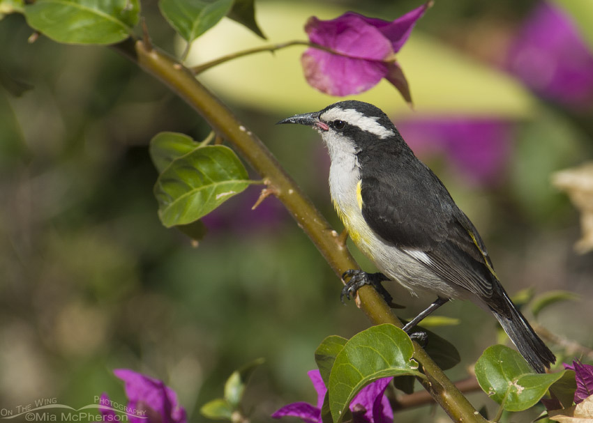 Bananaquit Images