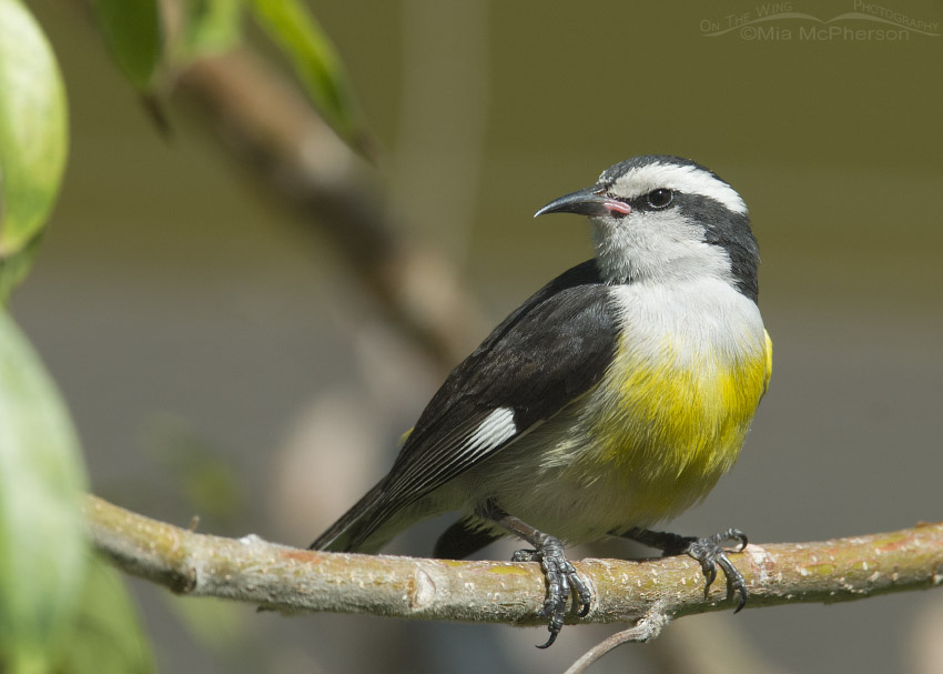 Perched Bananaquit