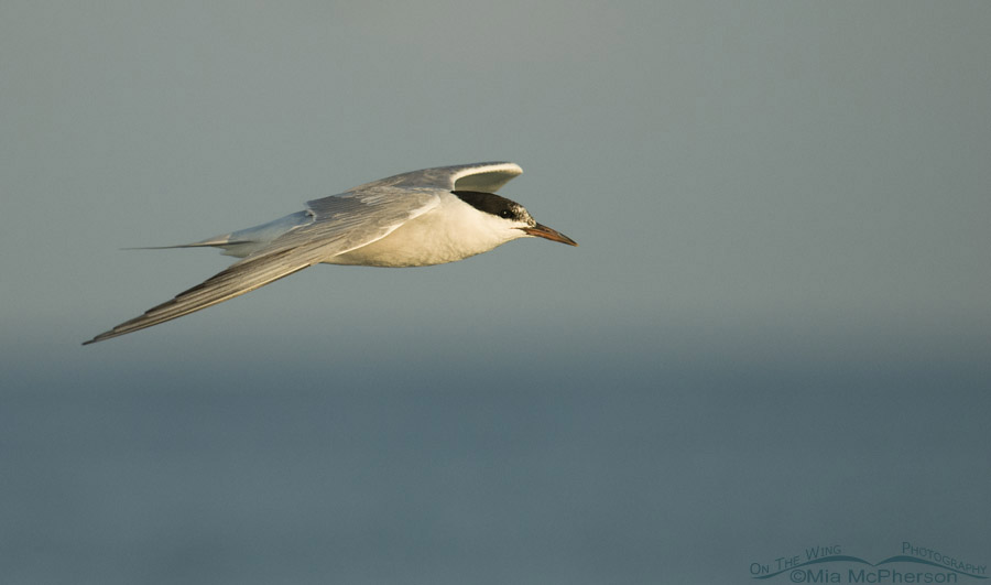 Common Tern flying over the Gulf of Mexico