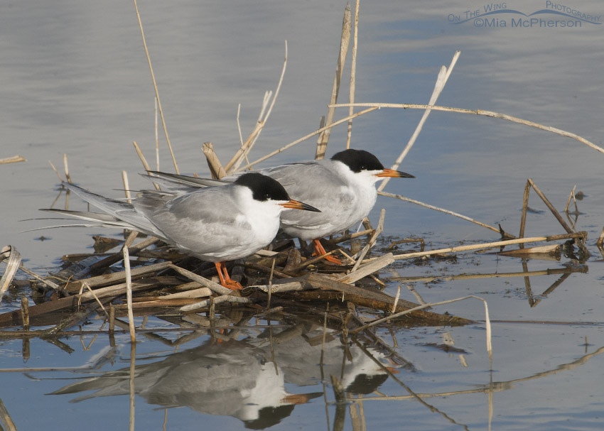 Forster's Tern mated pair on nest