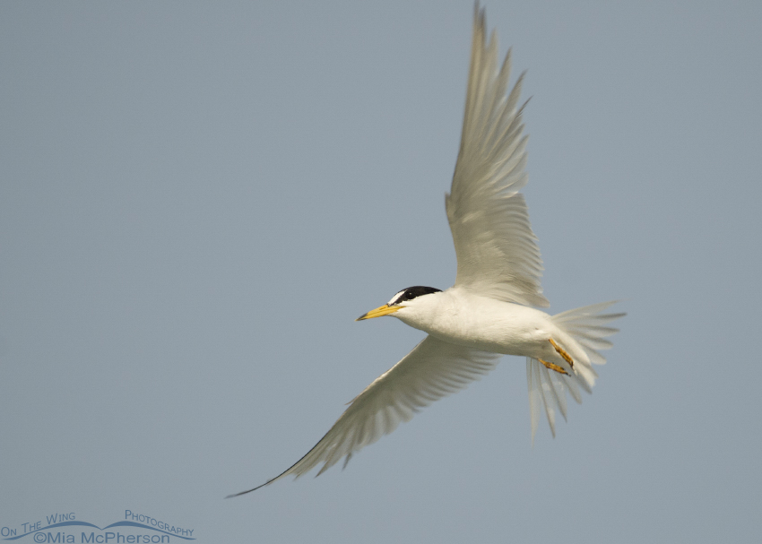 Adult Least Tern in flight