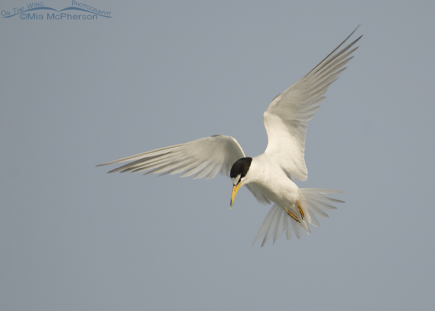 Hovering Least Tern adult
