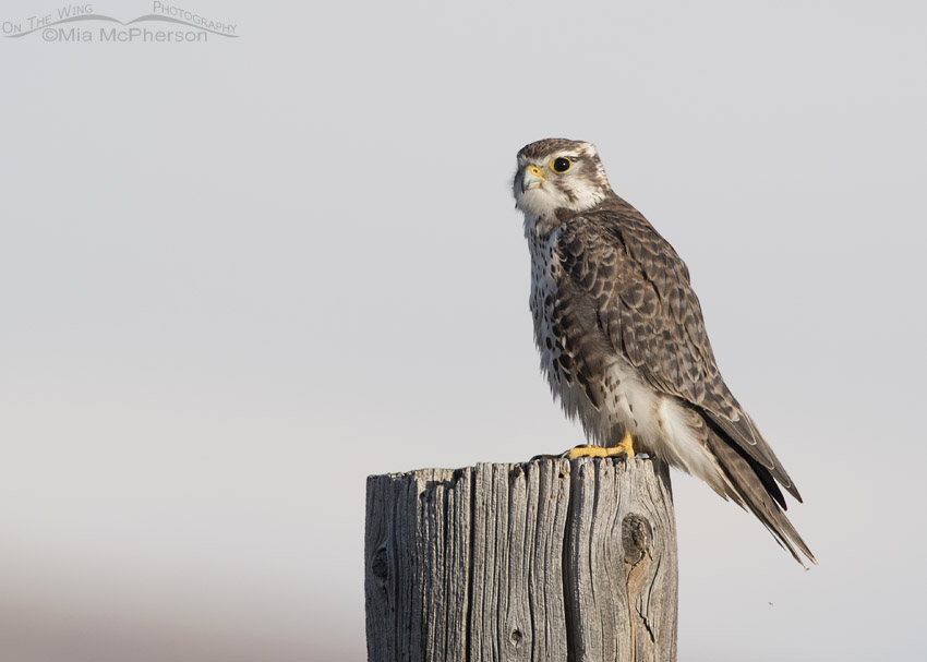 Prairie Falcon with a white cloud in the background