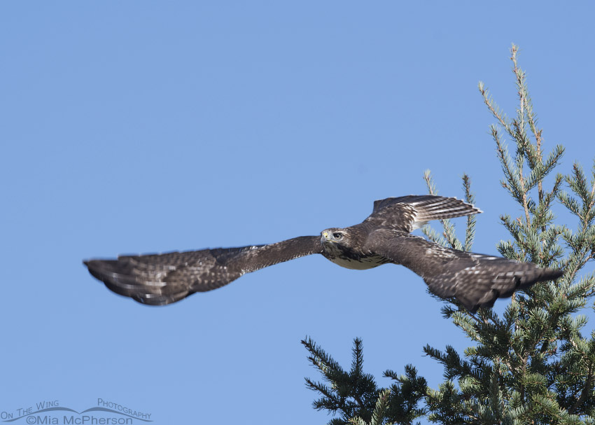 Juvenile Red-tailed Hawk immediately after take off