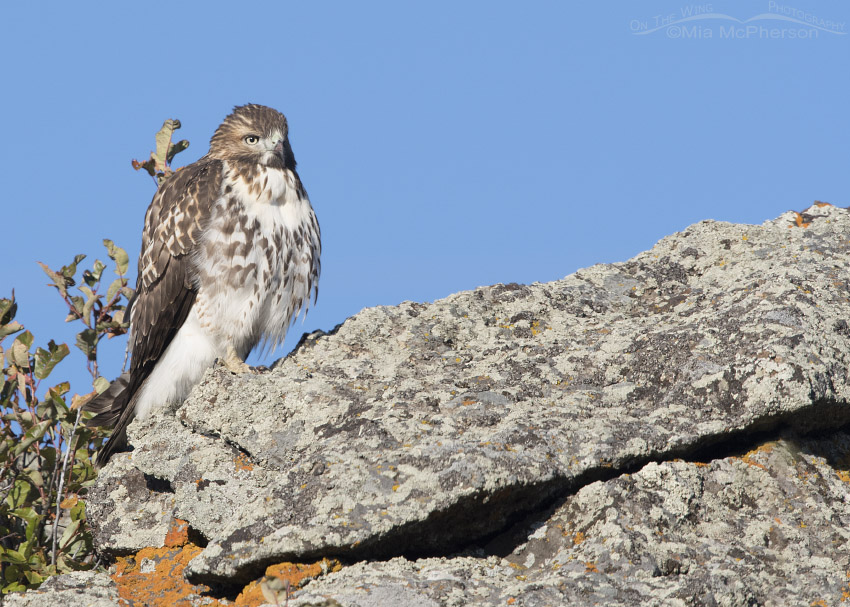 Juvenile Red-tailed Hawk on a lichen covered boulder