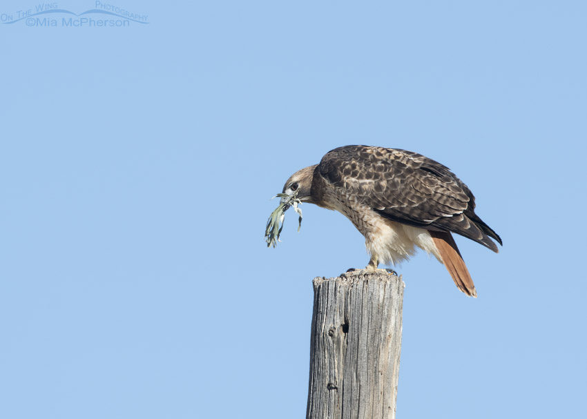 Red-tailed Hawk with nesting material in Autumn