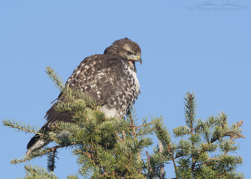 Yawning juvenile Red-tailed Hawk in a conifer