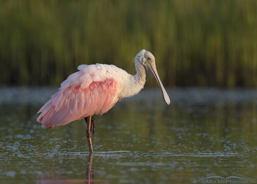 Early morning Roseate Spoonbill in a lagoon