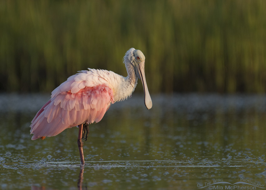 Roseate Spoonbill relaxing in the north beach lagoon