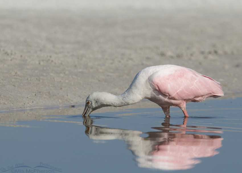 Roseate Spoonbill foraging at the edge of a tidal lagoon