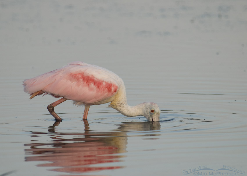 Roseate Spoonbill foraging in a light fog
