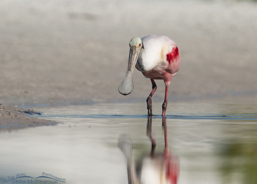 Roseate Spoonbill walking in a lagoon