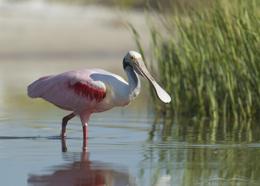 Roseate Spoonbill foraging near the spartina