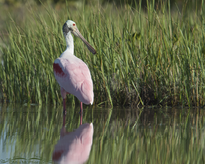 Roseate Spoonbill next to a spartina marsh