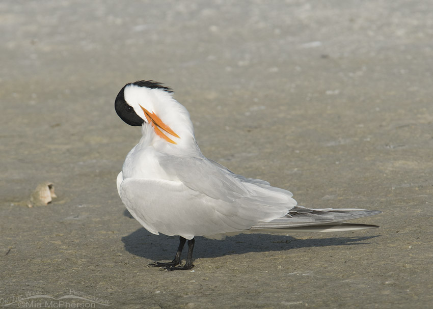 Preening Royal Tern in breeding plumage