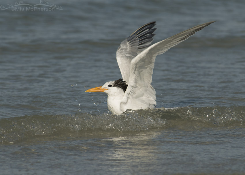 Royal Tern bathing in the waves