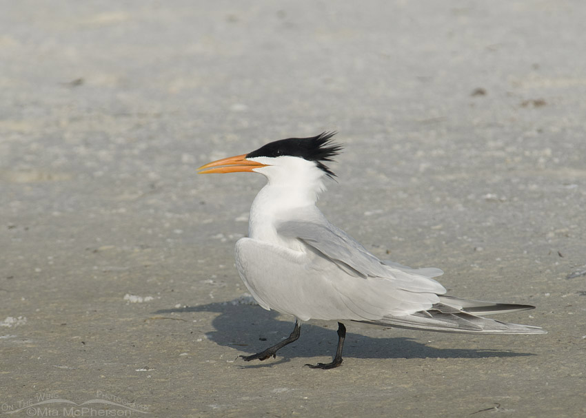 Royal Tern strutting during courtship behavior