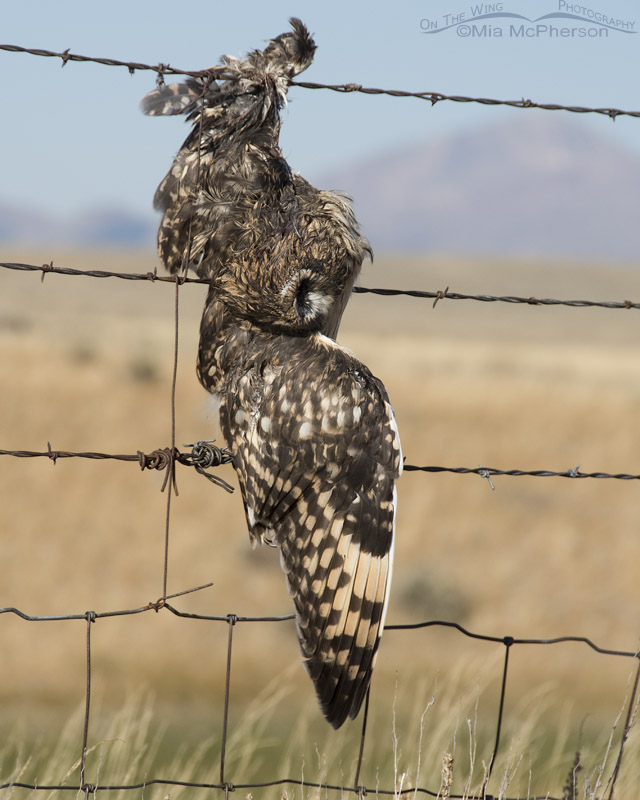 Deceased juvenile Short-eared Owl on barbed wire