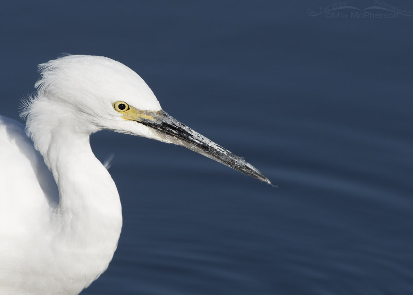 Close up of a hunting Snowy Egret, Farmington Bay WMA, Davis County, Utah