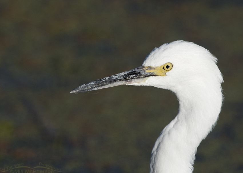 Portrait of a Snowy Egret
