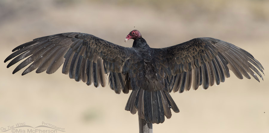 Thermoregulating adult Turkey Vulture