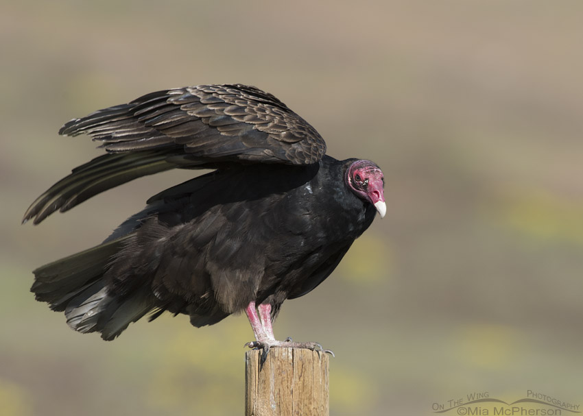 Adult Turkey Vulture wing lift
