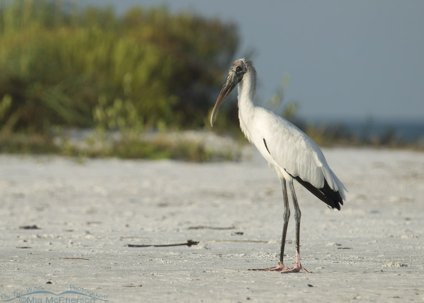 Wood Stork on the north beach of Fort De Soto