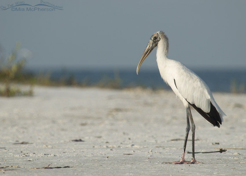 Wood Stork on the shoreline