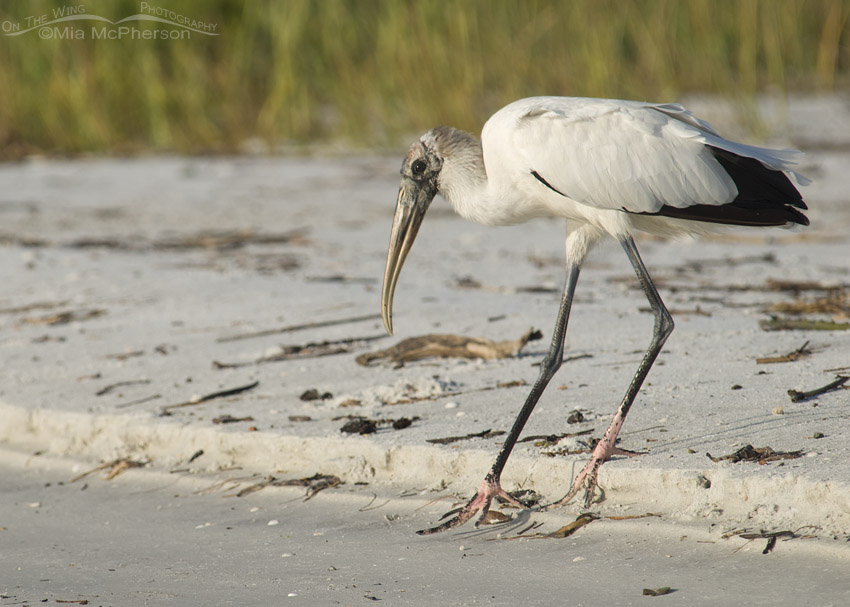 Wood Stork slipping at the shoreline