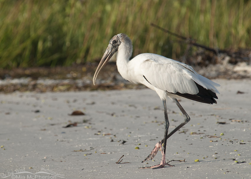 Wood Stork on the Gulf coast