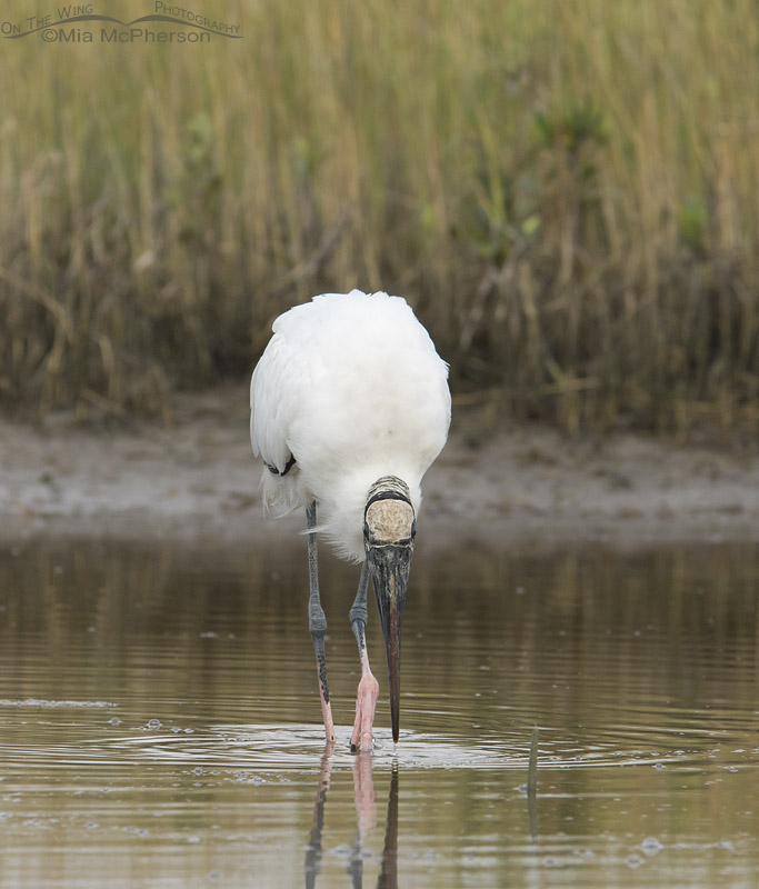 Head on view of a Wood Stork
