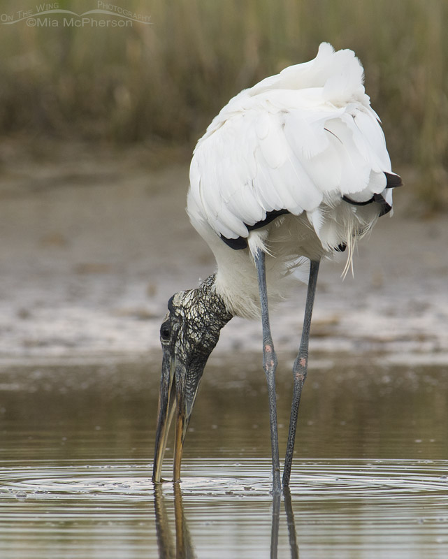Back view of a Wood Stork